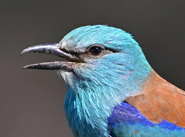 Bir dalın üzerine tünemiş Avrupalı bir silindir