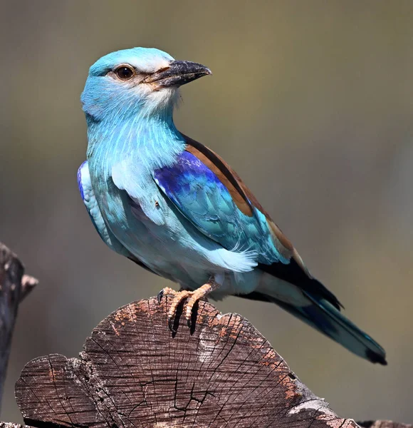 Bir dalın üzerine tünemiş Avrupalı bir silindir