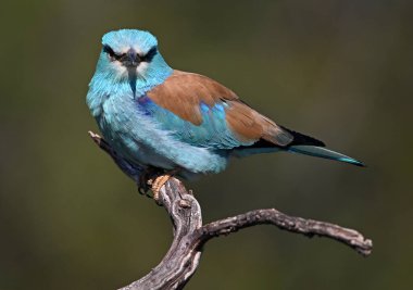 İspanya 'da Avrupa mavisi silindir