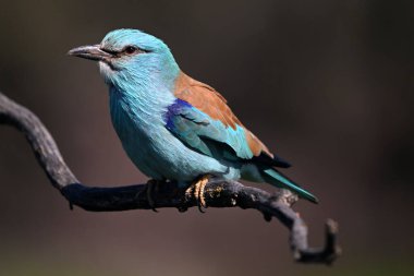 İspanya 'da Avrupa mavisi silindir