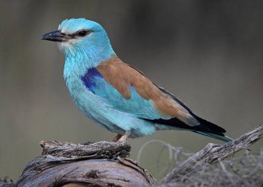 İspanya 'da Avrupa mavisi silindir