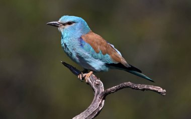 İspanya 'da Avrupa mavisi silindir