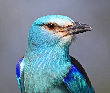 İspanya 'da Avrupa mavisi silindir