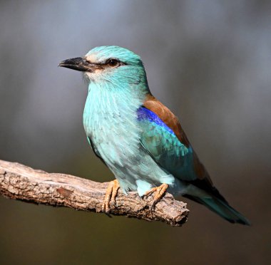 İspanya 'da Avrupa mavisi silindir