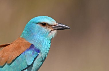 İspanya 'da Avrupa mavisi silindir