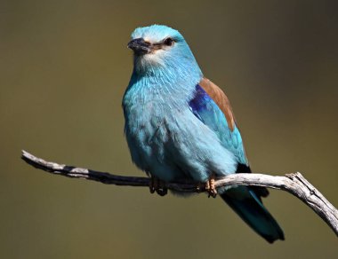 İspanya 'da Avrupa mavisi silindir