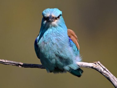 Bir dalın üzerine tünemiş güzel bir Avrupalı.