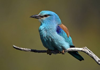 Bir dalın üzerine tünemiş güzel bir Avrupalı.