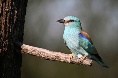Bir dalın üzerine tünemiş güzel bir Avrupalı.
