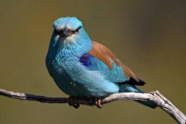 Bir dalın üzerine tünemiş güzel bir Avrupalı.