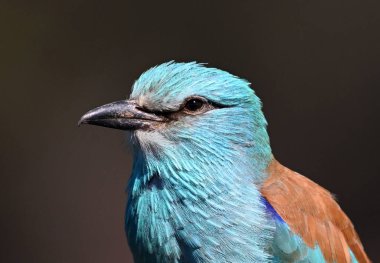 Bir dalın üzerine tünemiş güzel bir Avrupalı.