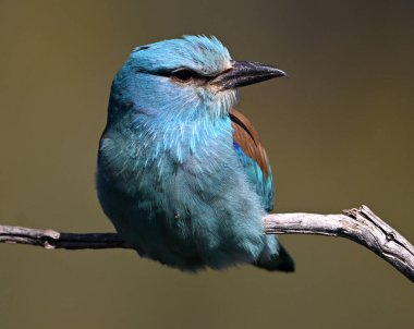 Bir dalın üzerine tünemiş güzel bir Avrupalı.