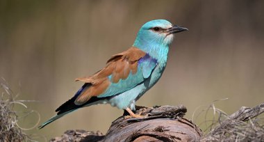 Bir dalın üzerine tünemiş güzel bir Avrupalı.