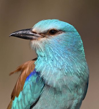Bir dalın üzerine tünemiş güzel bir Avrupalı.
