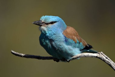Bir dalın üzerine tünemiş güzel bir Avrupalı.
