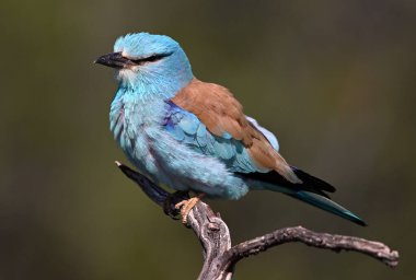 Bir dalın üzerine tünemiş güzel bir Avrupalı.