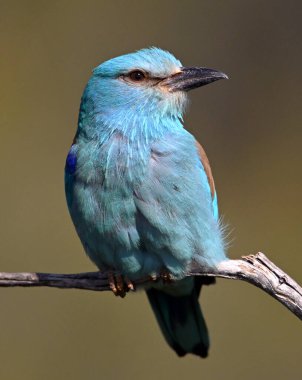 Bir dalın üzerine tünemiş güzel bir Avrupalı.