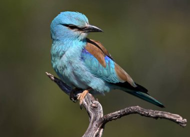 Bir dalın üzerine tünemiş güzel bir Avrupalı.