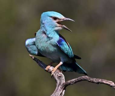 Bir dalın üzerine tünemiş güzel bir Avrupalı.