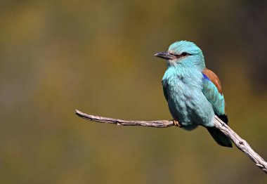 Bir dalın üzerine tünemiş güzel bir Avrupalı.