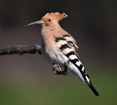 Ağaç dalına tünemiş güzel bir hupoe.