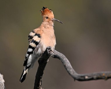 Ağaç dalına tünemiş güzel bir hupoe.