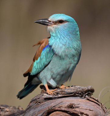 İspanya 'da bir Avrasyalı mavi silindir