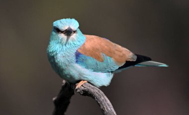 İspanya 'da bir Avrasyalı mavi silindir