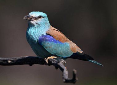 İspanya 'da bir Avrasyalı mavi silindir