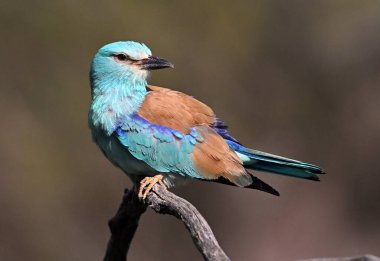 İspanya 'da bir Avrasyalı mavi silindir