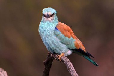 İspanya 'da bir Avrasyalı mavi silindir