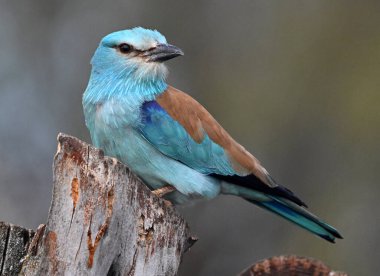 Ağaçta mavi bir Avrasya silindiri