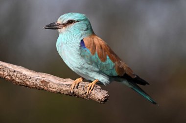 Ağaçta mavi bir Avrasya silindiri