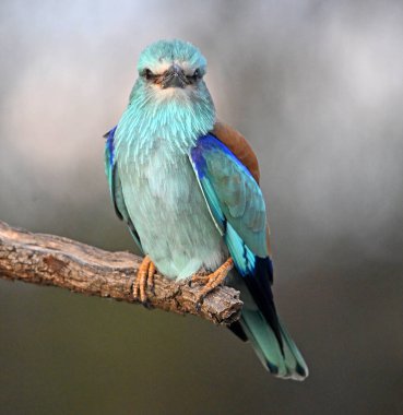 Ağaçta mavi bir Avrasya silindiri