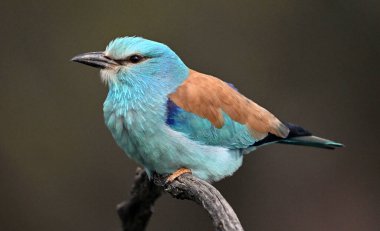 Ağaçta mavi bir Avrasya silindiri