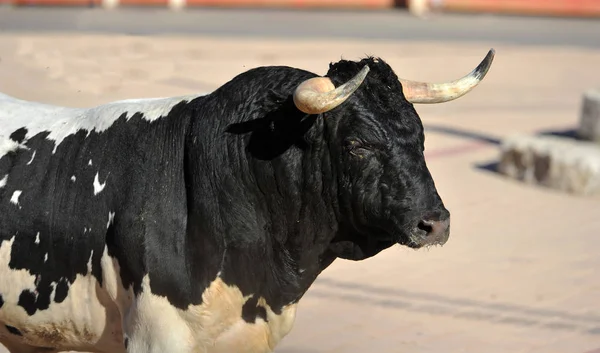 Taureau Espagnol En Arene A Cornes Cornes Stock Photo