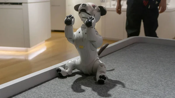 Tokyo, Japonya - Ağustos 2018: Tokyo'daki Sony Showroom'da düzenlenen gösteride aibo oturuyor ve uzanıyor