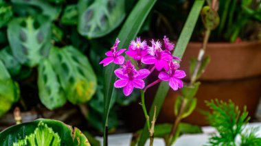 San Francisco, ABD - Ağustos 2019: Çiçek Konservatuvarı 'ndan ürpertici görünümlü çiçekler, Golden Gate Park' ta bir botanik bahçesi