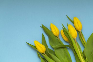 Mavi zemin üzerine sarı laleler. Düz yatıyordu, en iyi görünüm. Lale çiçek arka plan. Metninizi ekleyin.