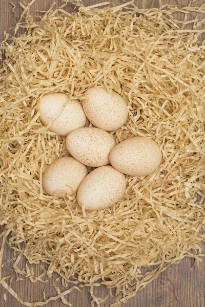 Смачне Яйце Індички Лежить Гнізді — стокове фото