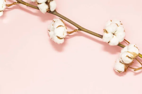 Cotton branch on pink background. Delicate white cotton flowers. Flat lay Top view with space for text.