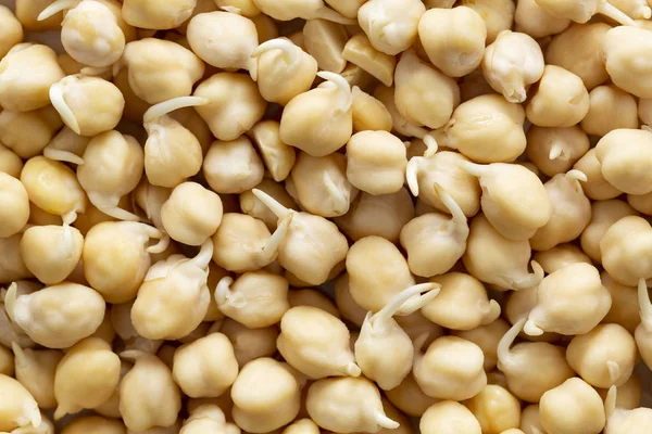 Sprouted chick-peas background. Peas sprouts raw. Source of protein for vegan healthy diet. Close up.