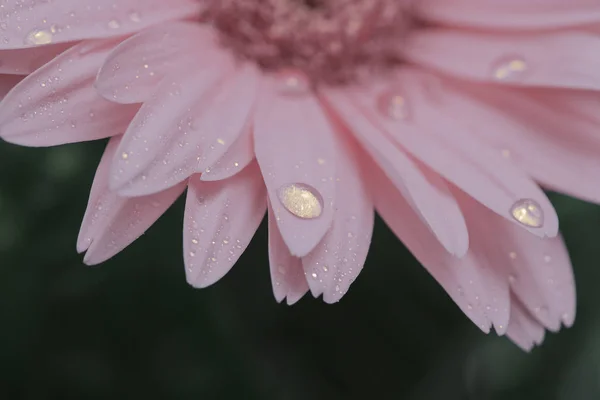 Yakın kadar pembe Gerbera çiçek su damlaları ile nazik. Çiçek, güzel arka plan üzerinde makro.