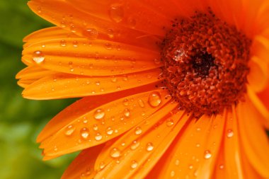 Gerbera çiçek çiçek su ile yakın kadar bırakır. Makro. Sığ derinlik-in tarla. Seçici odak.  