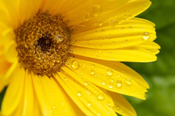 Güzel çiçek açan gerbera çiçek açmış. Sarı Gerbera daisy makro yaprakları üzerinde Su damlacıkları ile. Çiçek arka plan.