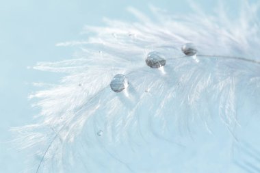 Beyaz ışık havadar yumuşak tüy şeffaf mavi arka plan üzerinde Su damlacıkları ile. Saflık ve doğa kırılganlık narin görüntüsü. Yakın çekim makro. Kuş tüyü ile arka plan.