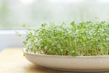 Tahta masada taze tereler. Büyüyen mikro yeşillikler. Filizlenen tere salatası tohumları. Doğal organik vejetaryen yiyecekler. Seçici odaklama