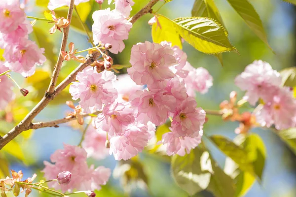 Beautiful pink cherry blossom (Sakura) flower at full bloom. Beautiful nature scene with blooming tree. Sunny day. Spring flowers. Beautiful Orchard.
