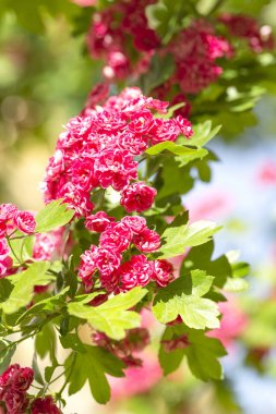 Bir Woodland Garden Çift pembe Hawthorn bahar çiçekleri (Crataegus laevigata ' rosea Flore pleno '). Bahar çiçek peyzaj. Çiçek alıç