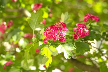 Bir Woodland Garden Çift pembe Hawthorn bahar çiçekleri (Crataegus laevigata ' rosea Flore pleno '). Bahar çiçek peyzaj. Çiçek alıç